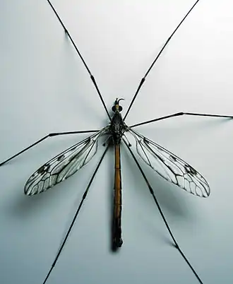 Комар-долгоножка