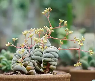 Crassula alstonii