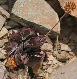 Crassula atropurpurea var. muirii