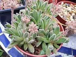 Crassula ausensis subsp. giessii