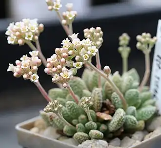 Crassula ausensis