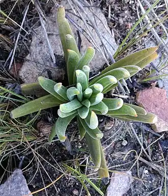 Crassula nudicaulis var. nudicaulis
