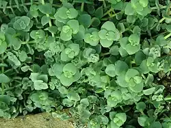 Crassula pellucida subsp. marginalis