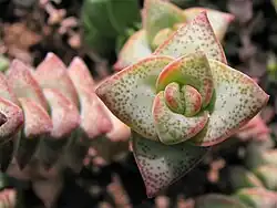 Crassula perforata