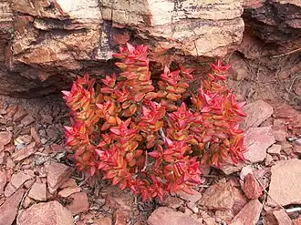 Crassula rupestris