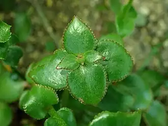 Crassula sarmentosa var. sarmentosa