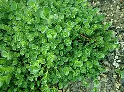 Crassula tomentosa var. interupta