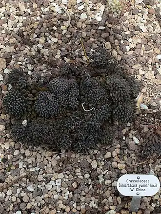 Sinocrassula yunnanensis