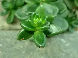 Cremnophila linguifolia