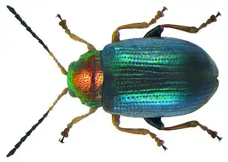 Блошка золотистая