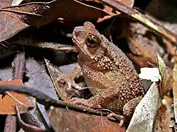 Ingerophrynus divergens