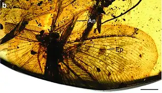 Голотип, самец