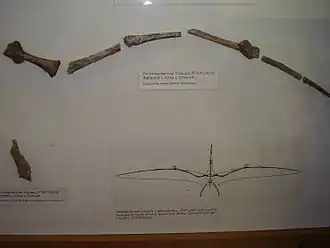 Фрагменты крыла Cretornis hlavaci, Национальный музей, Прага