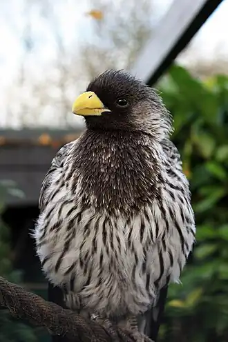 Чернохвостый бананоед-подорожник