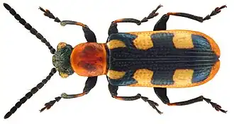 Спаржевая трещалка (Crioceris asparagi)