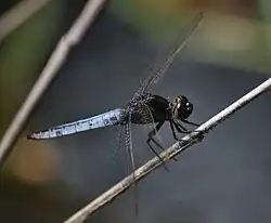 Crocothemis nigrifrons