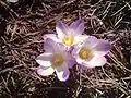 Crocus carpetanus