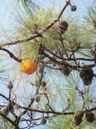 Шишка, заражённая Cronartium conigenum