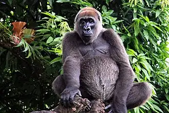 Западная речная горилла