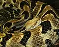Timber rattlesnake