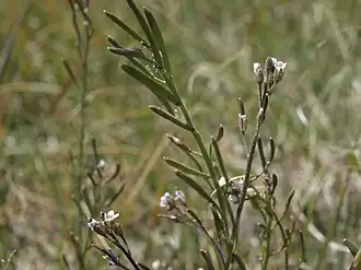 Crucihimalaya virgata