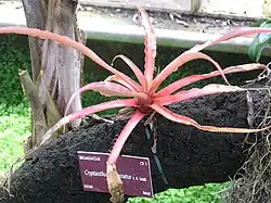 Cryptanthus incrassatus