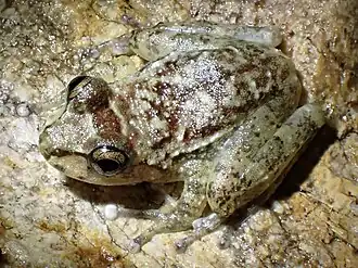 Заботливая квакша (Cryptobatrachus boulengeri)