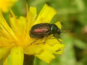 Cryptocephalus sericeus