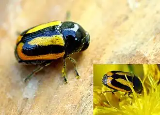 Cryptocephalus vittatus