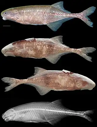 Cryptomyrus ogoouensis