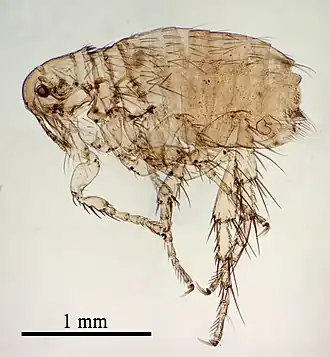 Ctenocephalides canis