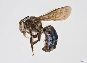 Ctenoplectra terminalis