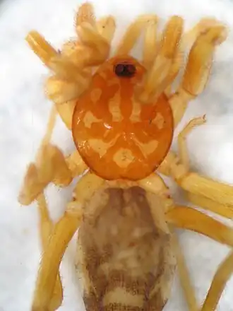 Самка паука Cubanops ludovicorum