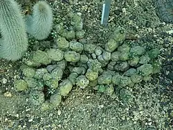 Cumulopuntia chichensis