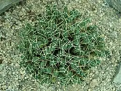 Cumulopuntia rossiana