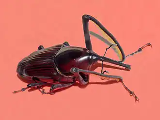 Самец Cyrtotrachelus dux