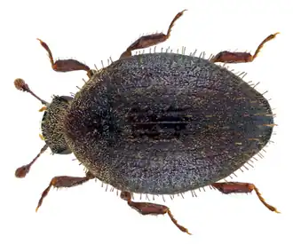 Curimopsis maritima