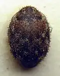 Curimopsis paleata
