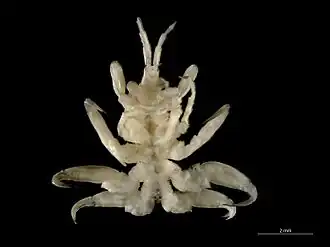 Cyamus boopis[англ.]