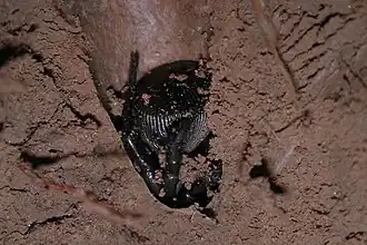 Cyclocosmia sp. в норе (Аппалачи)