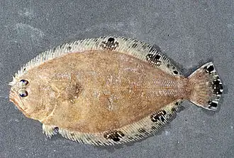 Cyclopsetta chittendeni