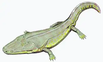Cyclotosaurus posthumus (реконструкция)