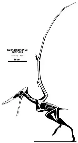 Реконструкция летящей особи
