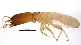 Cylindrotermes parvignathus