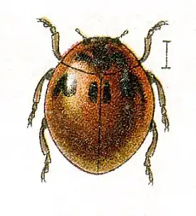 Cynegetis impunctata
