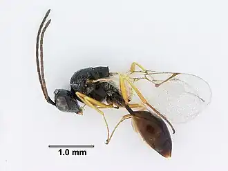 Наездник Anacharis sp.