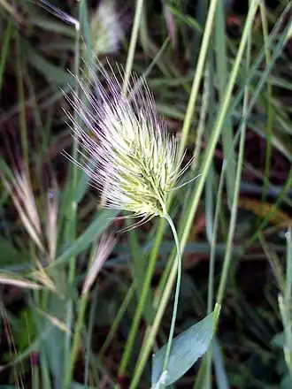 Гребневик шиповатый