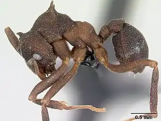 Cyphomyrmex cornutus