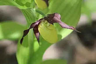Венерин башмачокзаказник "Дюкинский"