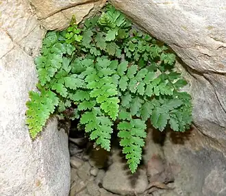 Общий вид растения